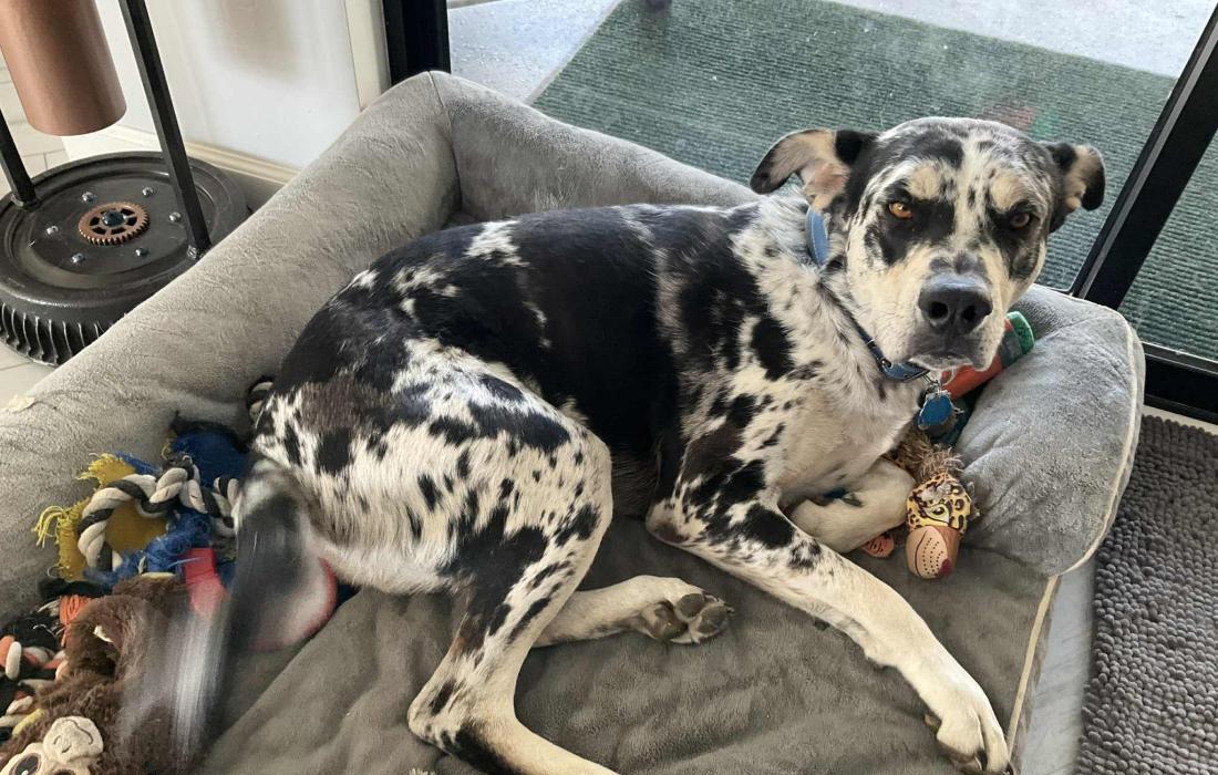 Ben the dog lying on a cozy dog bed, wagging his tail
