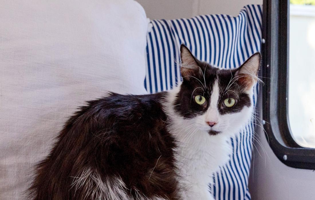 Orpha the black and white cat on a couch beside some pillows and an RV window