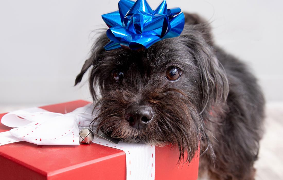 Scruffy black dog with a blue bow on his head with his chin on a wrapped gift