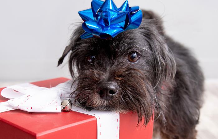 Scruffy black dog with a blue bow on his head with his chin on a wrapped gift