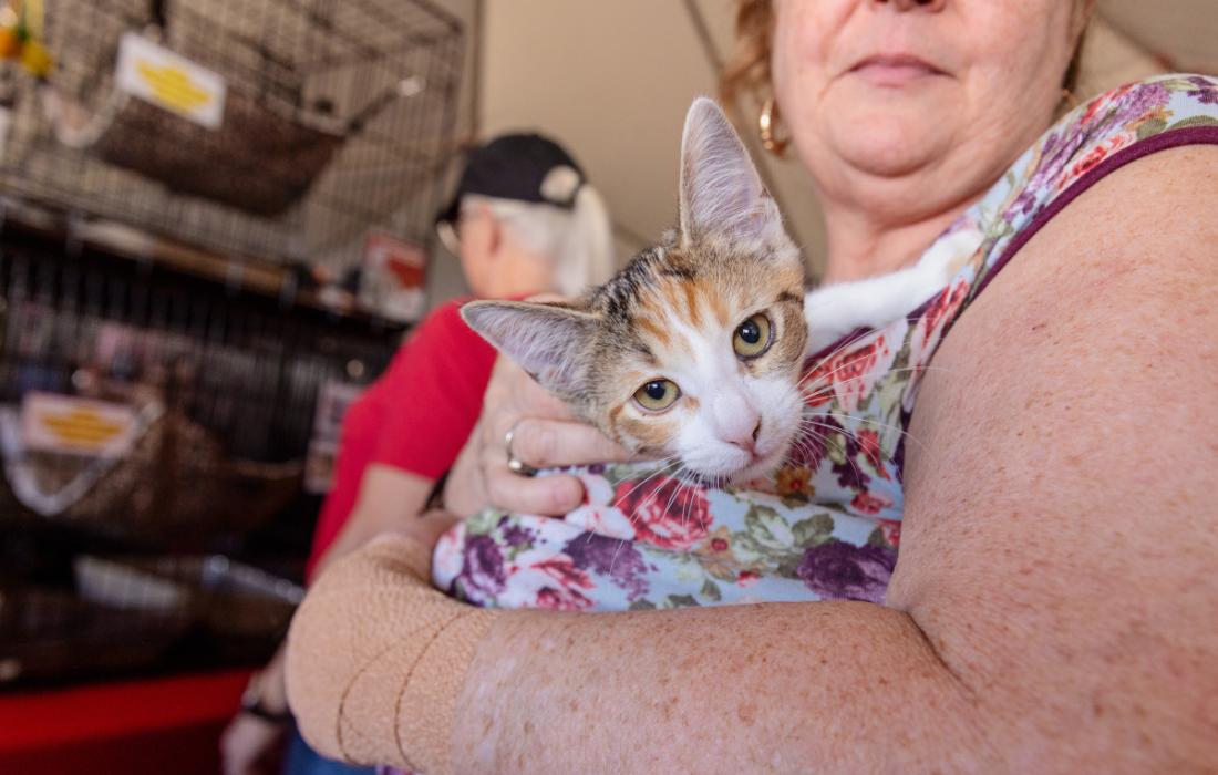 Person holding a calico cat
