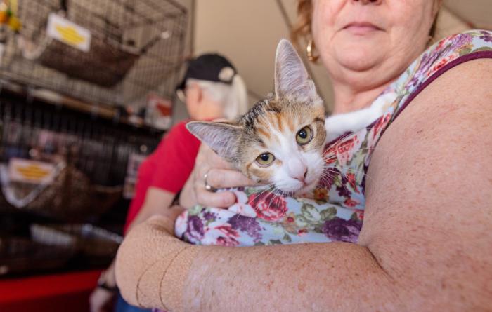 Person holding a calico cat
