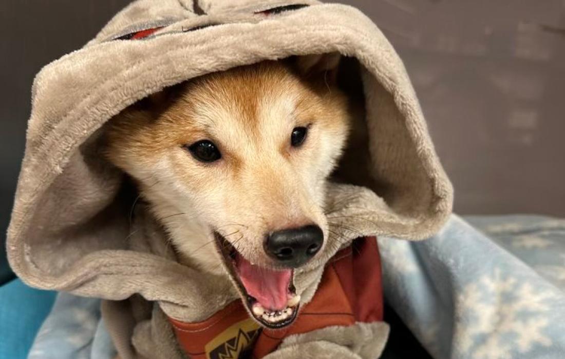 Dog under a hooded blanket in a kennel