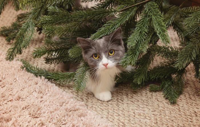 Cat under the branches of a Christmas tree