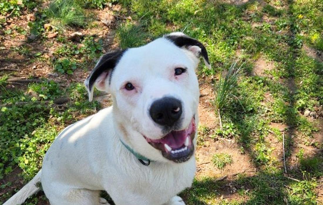Mr. Darcy the dog sitting outside and smiling