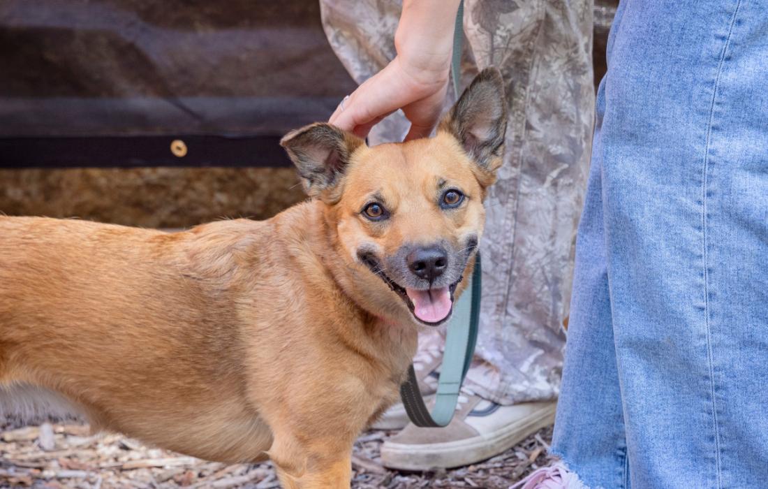 Person reaching down to pet a brown dog on the head