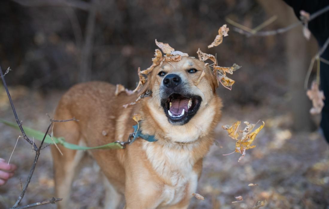 Newhart the dog with leaves falling on him