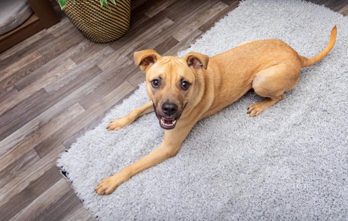 Brown dog smiling and lying on a carpet