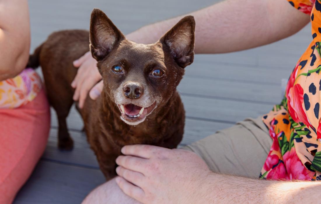 Person petting a small senior dog