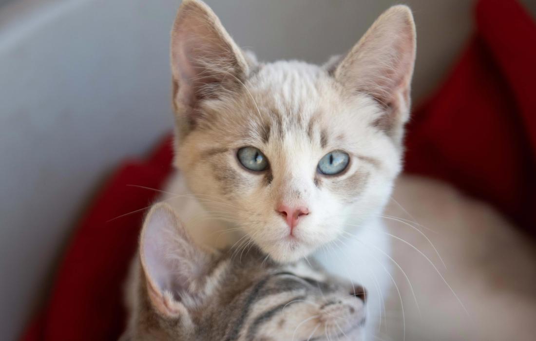 Wuzzy the kitten nudging the chin of Slinky the kitten