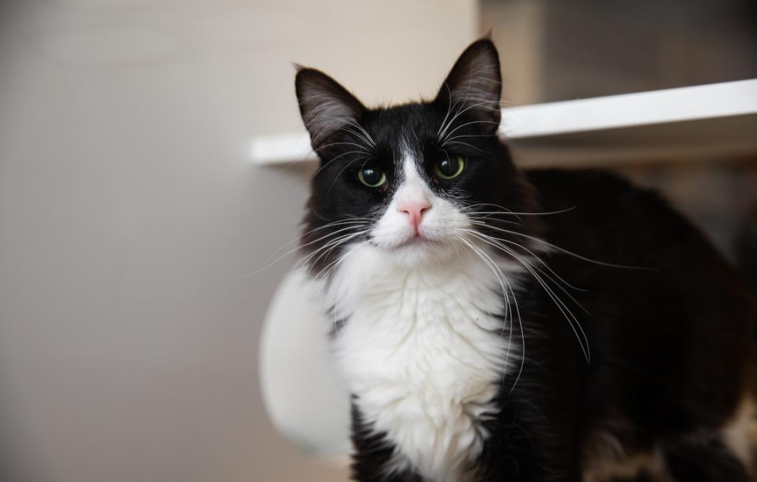 Black and white cat beside a white shelf