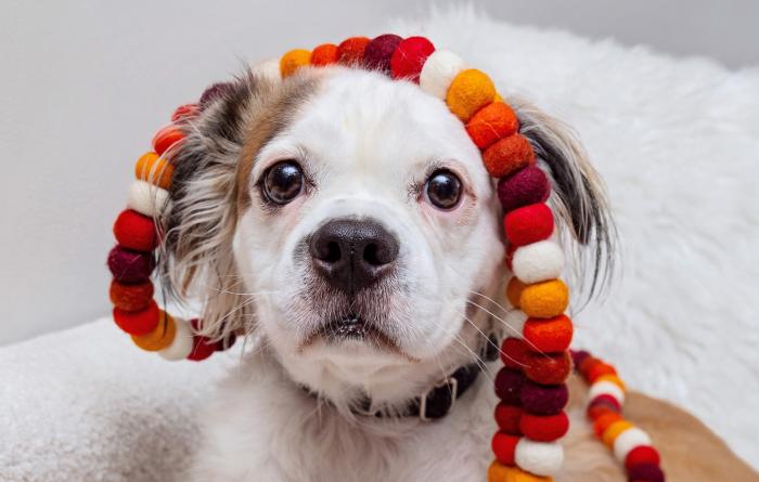 Dog wearing some autumn garland on his head