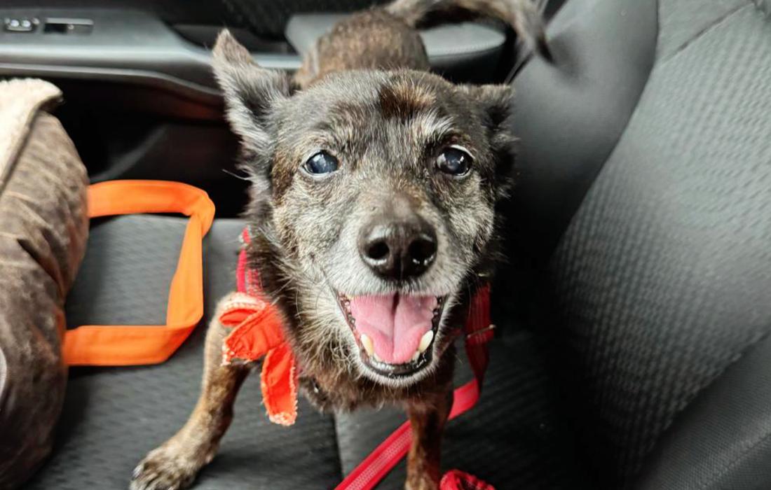 Henry the dog in the seat of a car