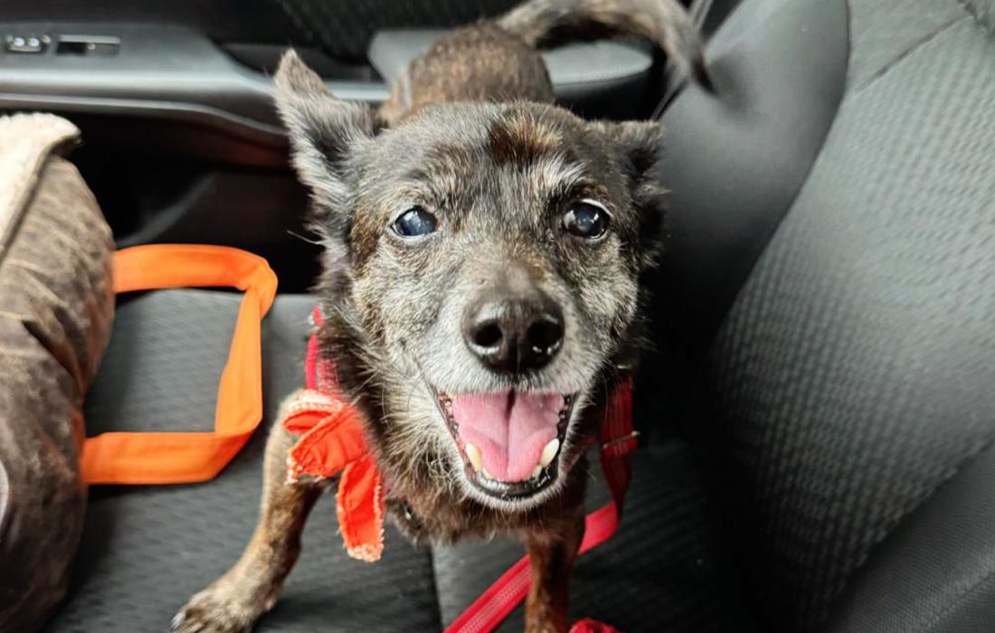 Happy dog standing on a seat in a vehicle