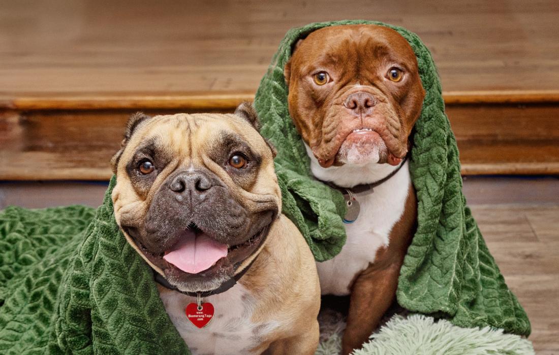 Two dogs with a green blanket over their heads