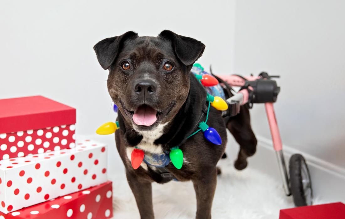 Dog in a wheelchair cart wearing a Christmas light necklace standing beside a pile of red and white packages