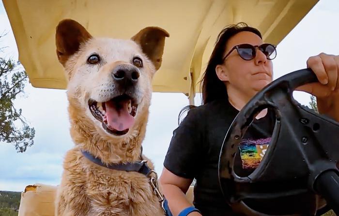 Dog in the side seat of a golf cart that someone is driving