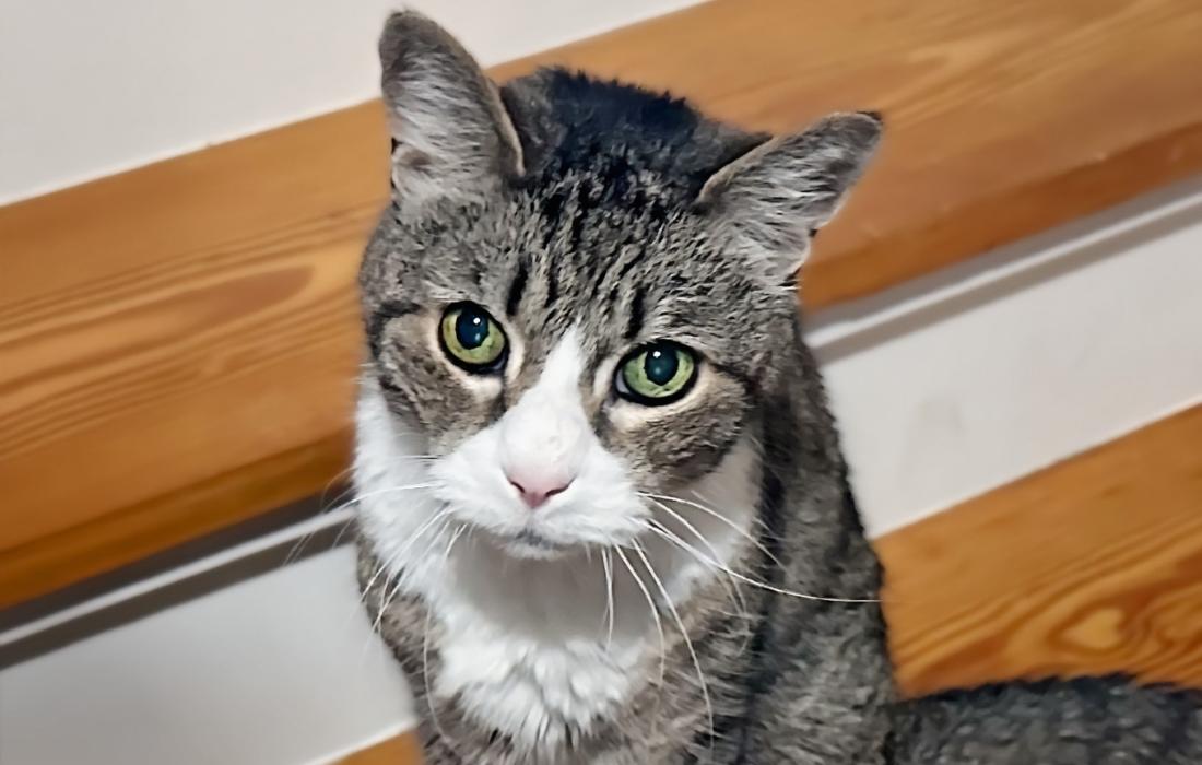 Tabby and white cat beside some wooden boards