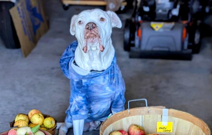 Beefcake the dog sitting beside multiple buckets of apples