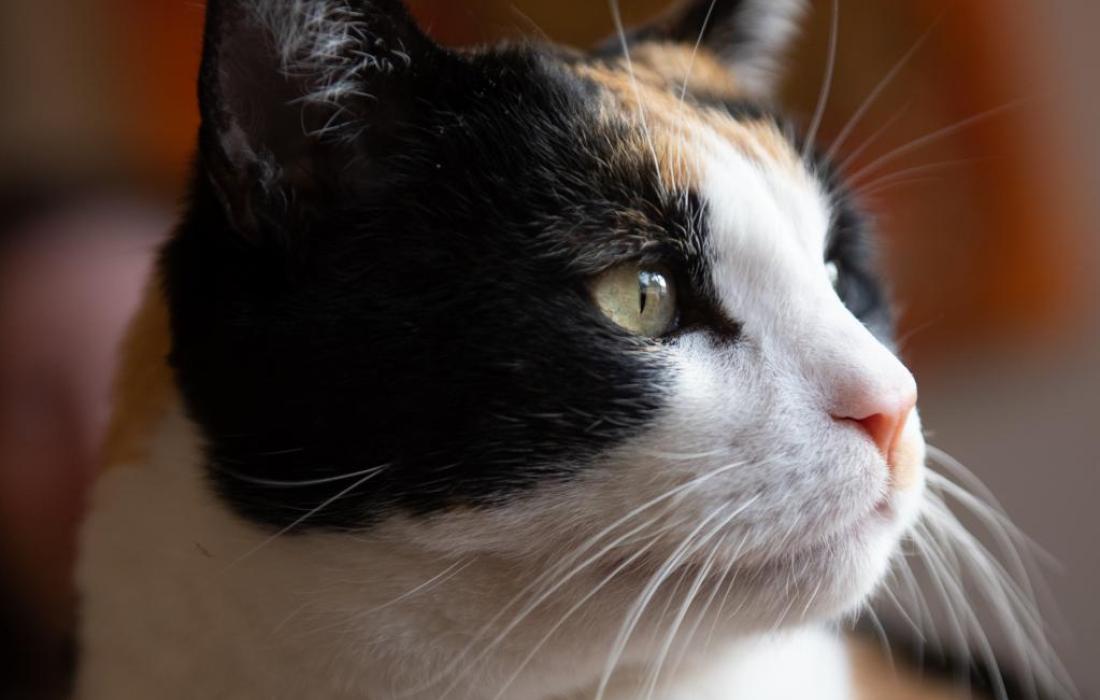Side of the face of Calliope the calico cat