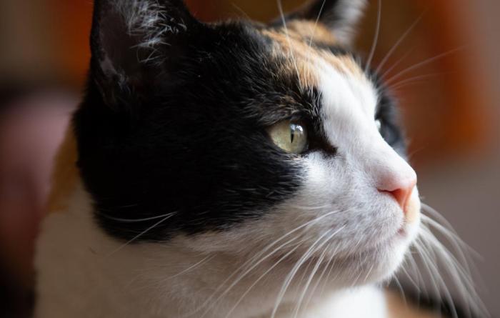 Side of the face of Calliope the calico cat