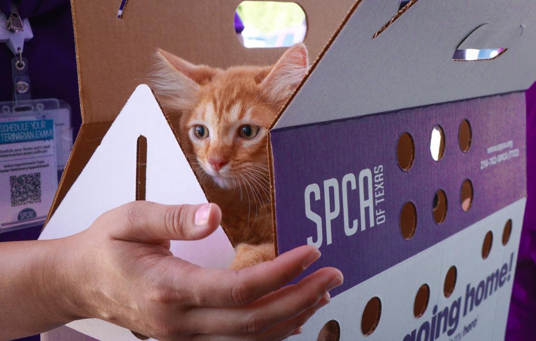 Person's hand reaching for an orange kitten in an SPCA of Texas cardboard carrier