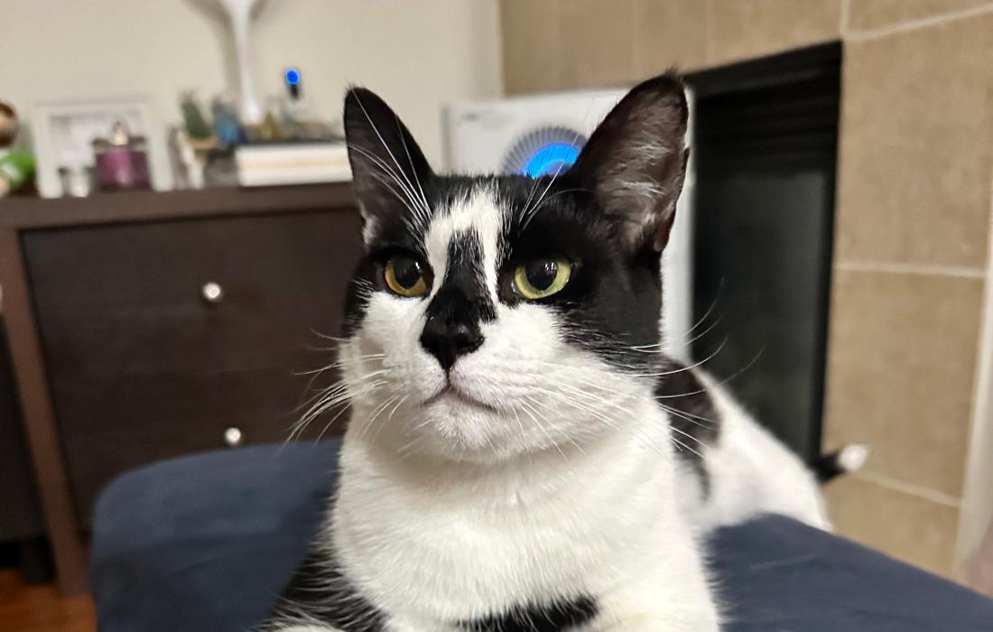 Chef the cat lying on a cushion in a home