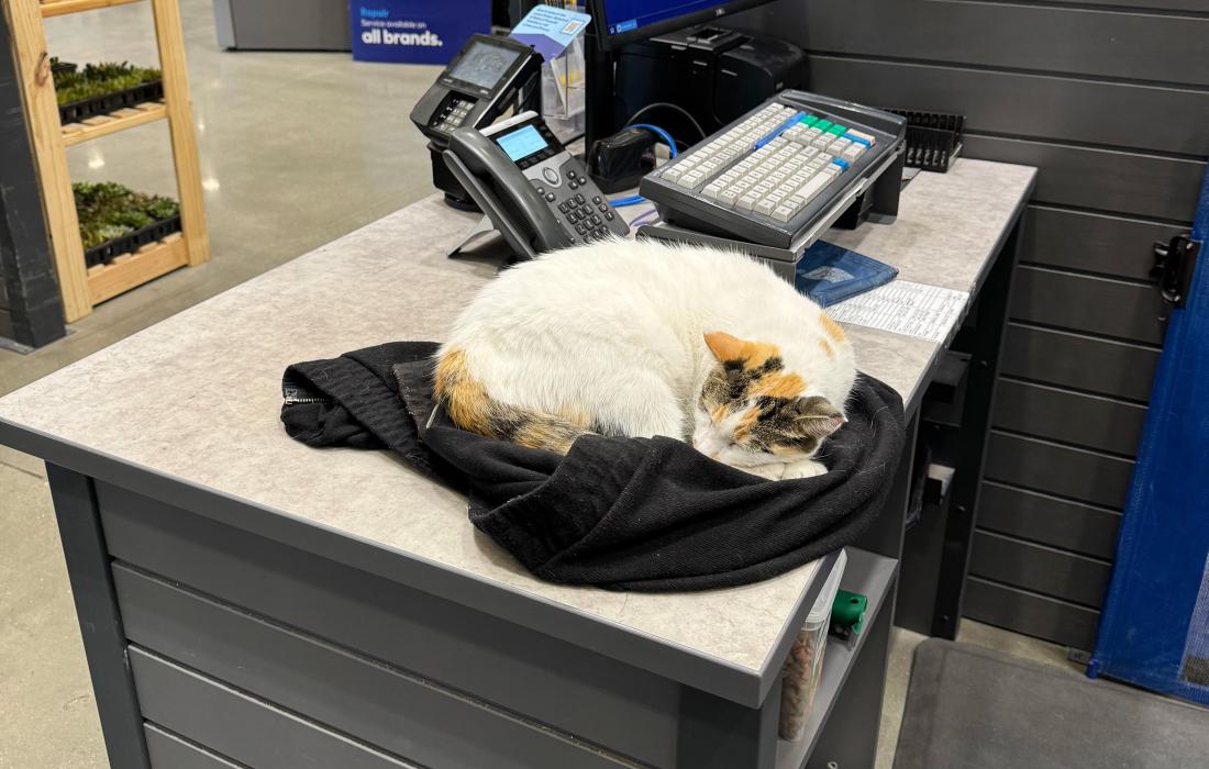 Francine the cat sleeping on a Lowe's counter