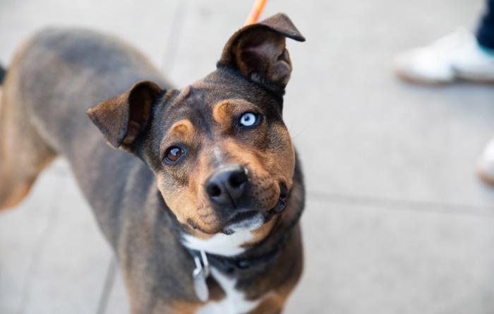 Dog with one brown and one blue eye outside on a leash