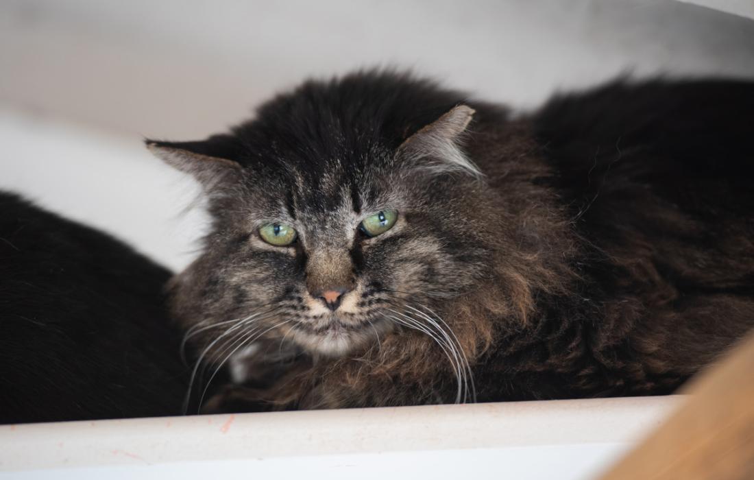 Grog the cat high up on a shelf