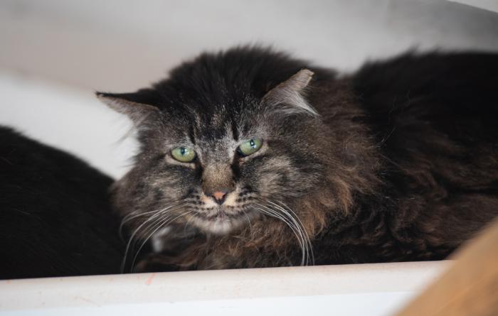 Grog the cat high up on a shelf