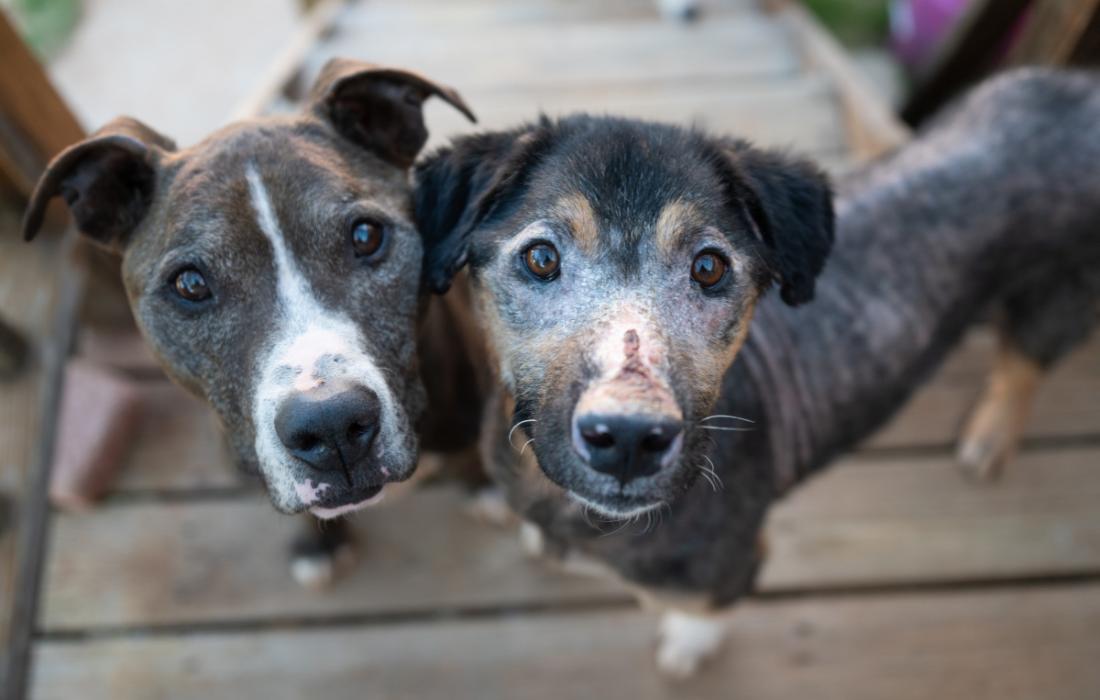 Bowie the dog next to another dog on a deck