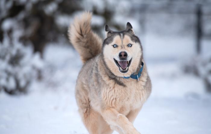 Hilo the dog running in the snow