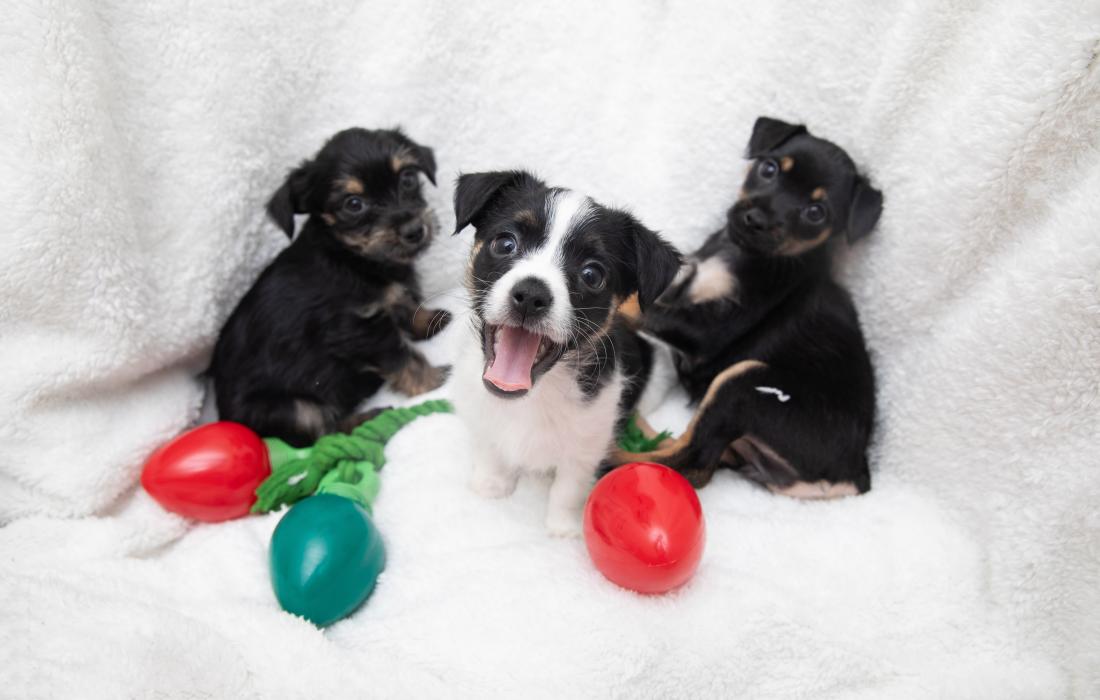 Three puppies on a white blanket with red and green Christmas light dog toys