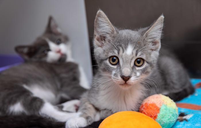 Two gray and white kittens with some cat toys
