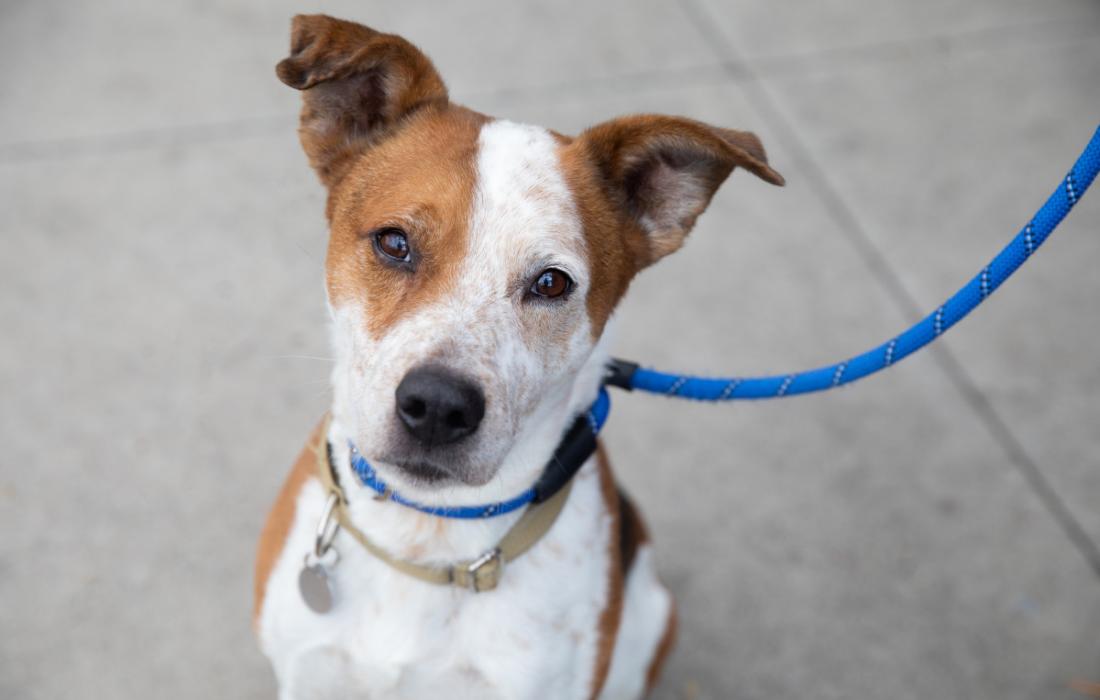 Brown and white dog on a blue leash