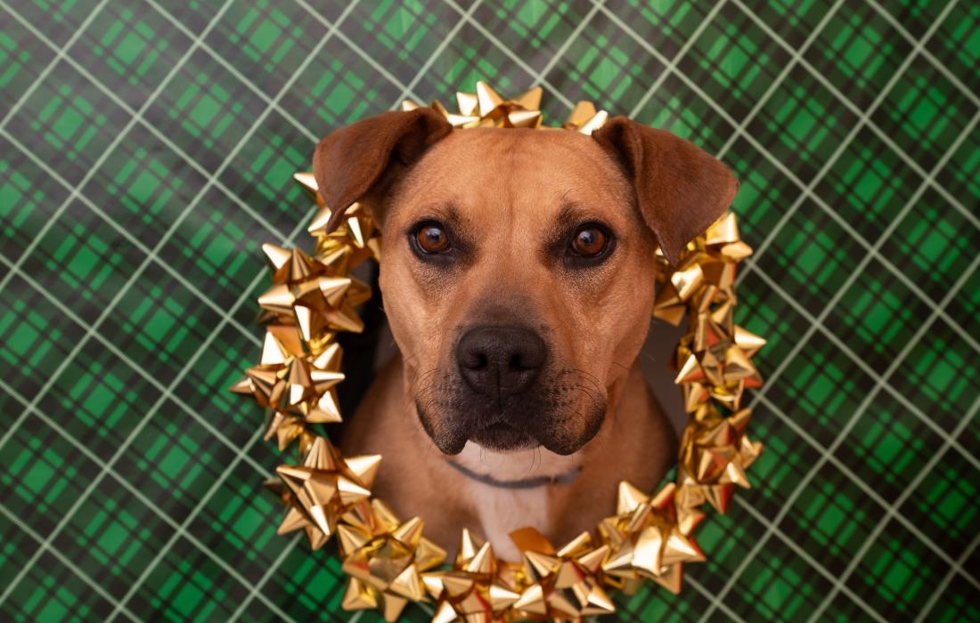 Ponytail the dog whose head is sticking through a hole bordered in gold bows in green plaid wrapping paper 