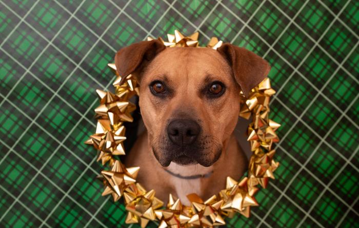 Ponytail the dog whose head is sticking through a hole bordered in gold bows in green plaid wrapping paper 