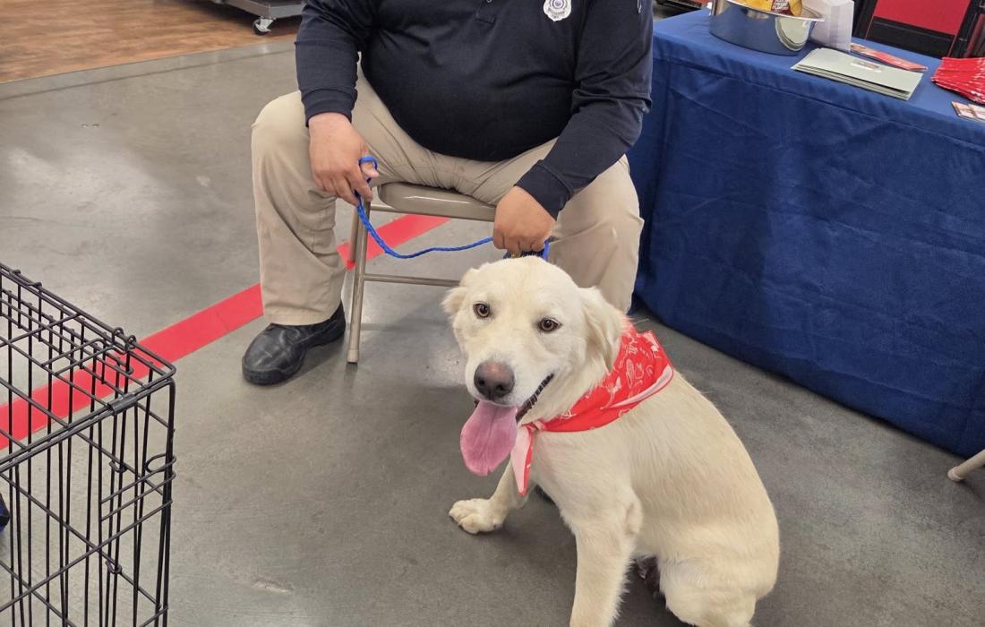 Animal control officer sitting beside a yellow Lab-type dog at a table in a store