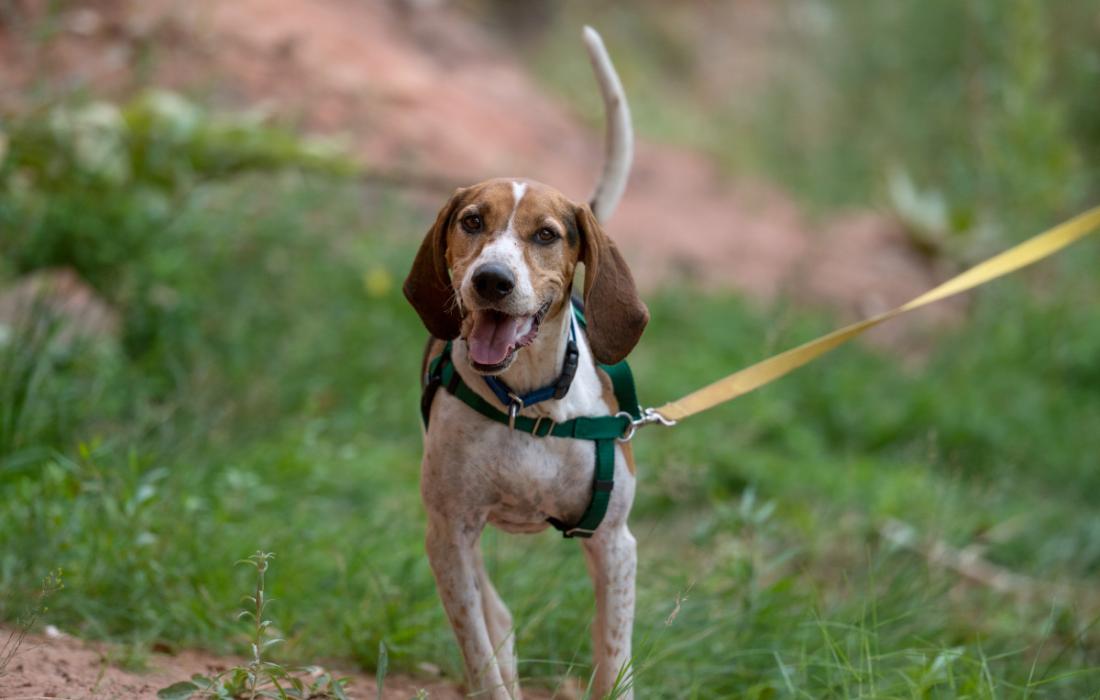 Skitter the dog outside on a leash