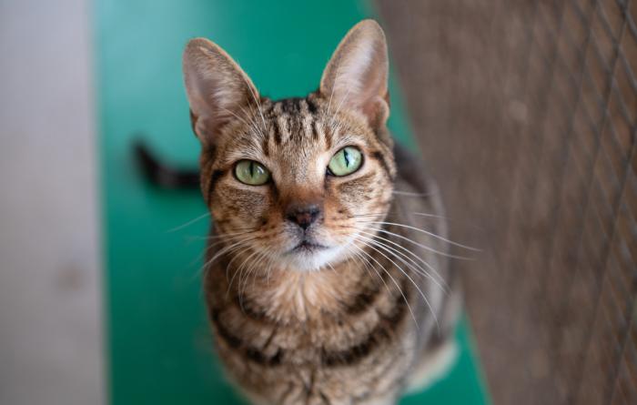 Brown tabby cat on a green shelf