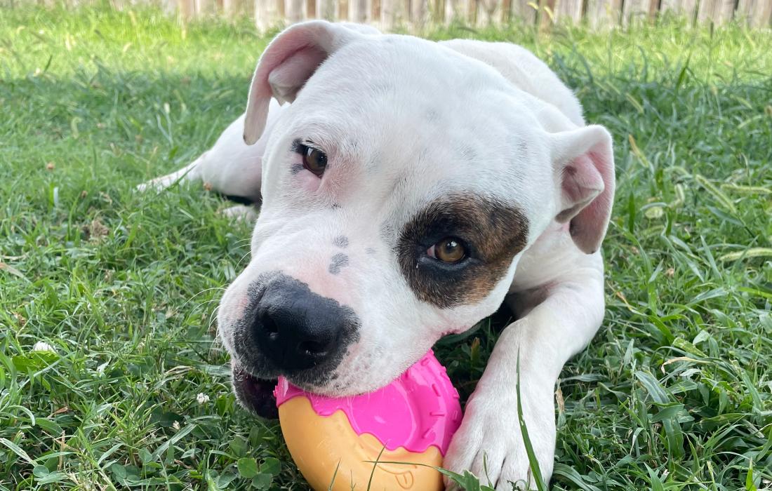 Zoey the cat chewing on a toy outside on grass
