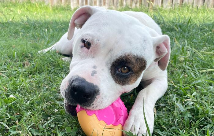 Zoey the cat chewing on a toy outside on grass