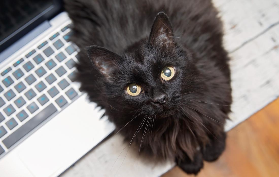 Longhair black cat lying on a computer keyboard