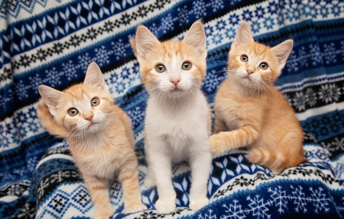 Three orange tabby kittens on a blue print blanket