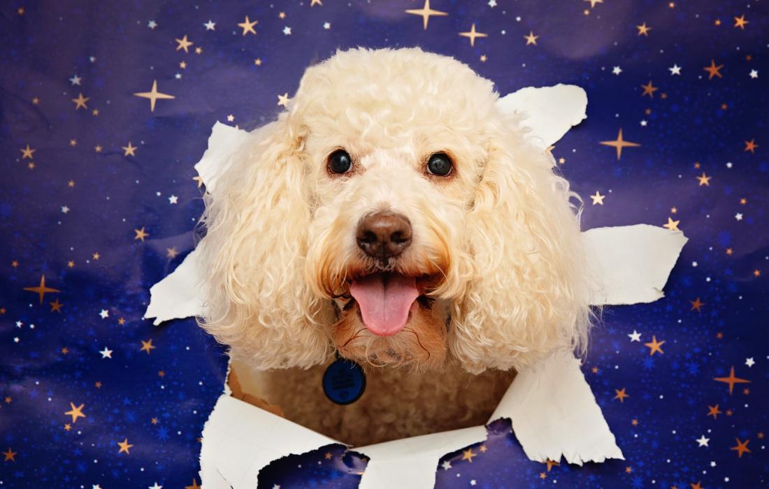Poodle with tongue out, popping his head through wrapping paper decorated with stars
