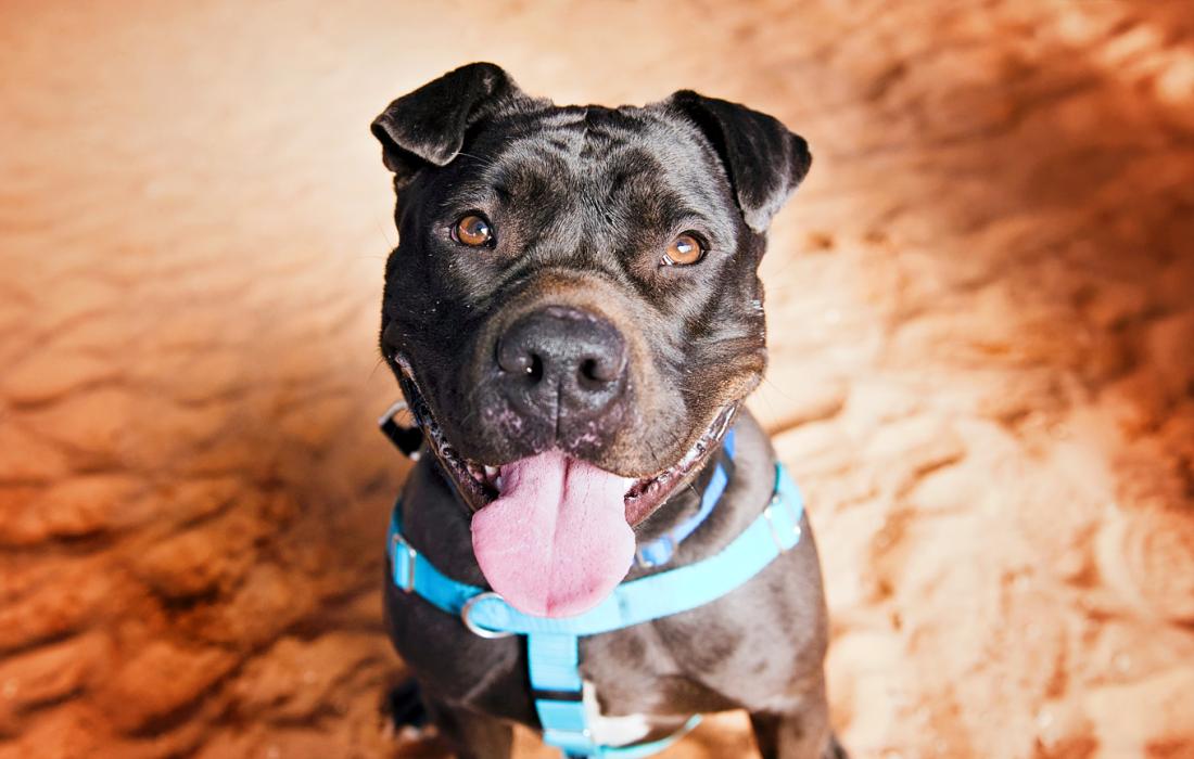 Myrtle the large black dog with her tongue out, wearing a blue harness