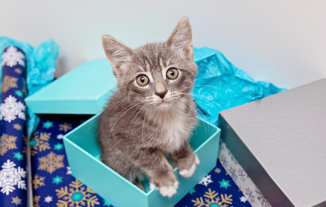 Gray tabby kitten in a blue box with tissue and wrapping paper