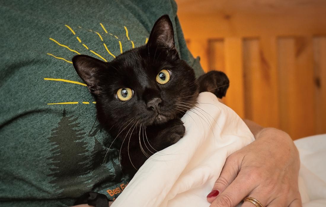 Person holding a black cat in their lap covered slightly by a blanket