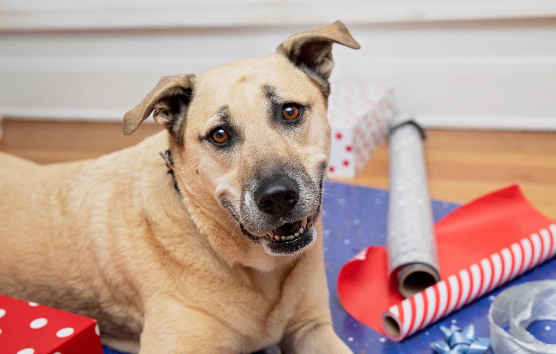 Shepherd-type dog lying on top of multiple pieces of wrapping paper